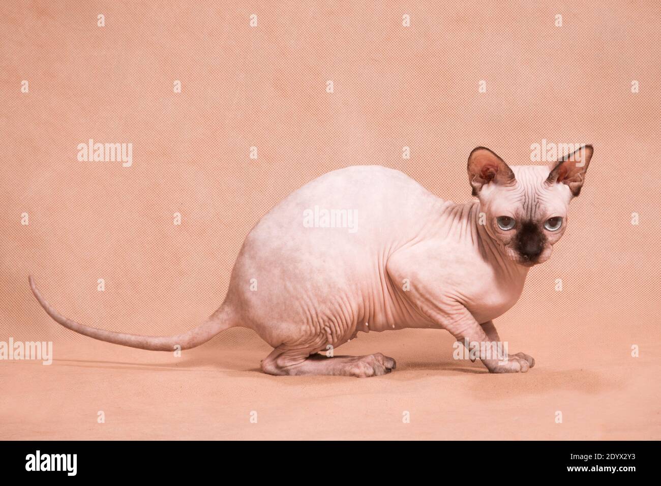 Haarlose sphynx-Schwarznase-Katze mit gestrecktem Schwanz auf beigem Hintergrund Im Studio drinnen Stockfoto