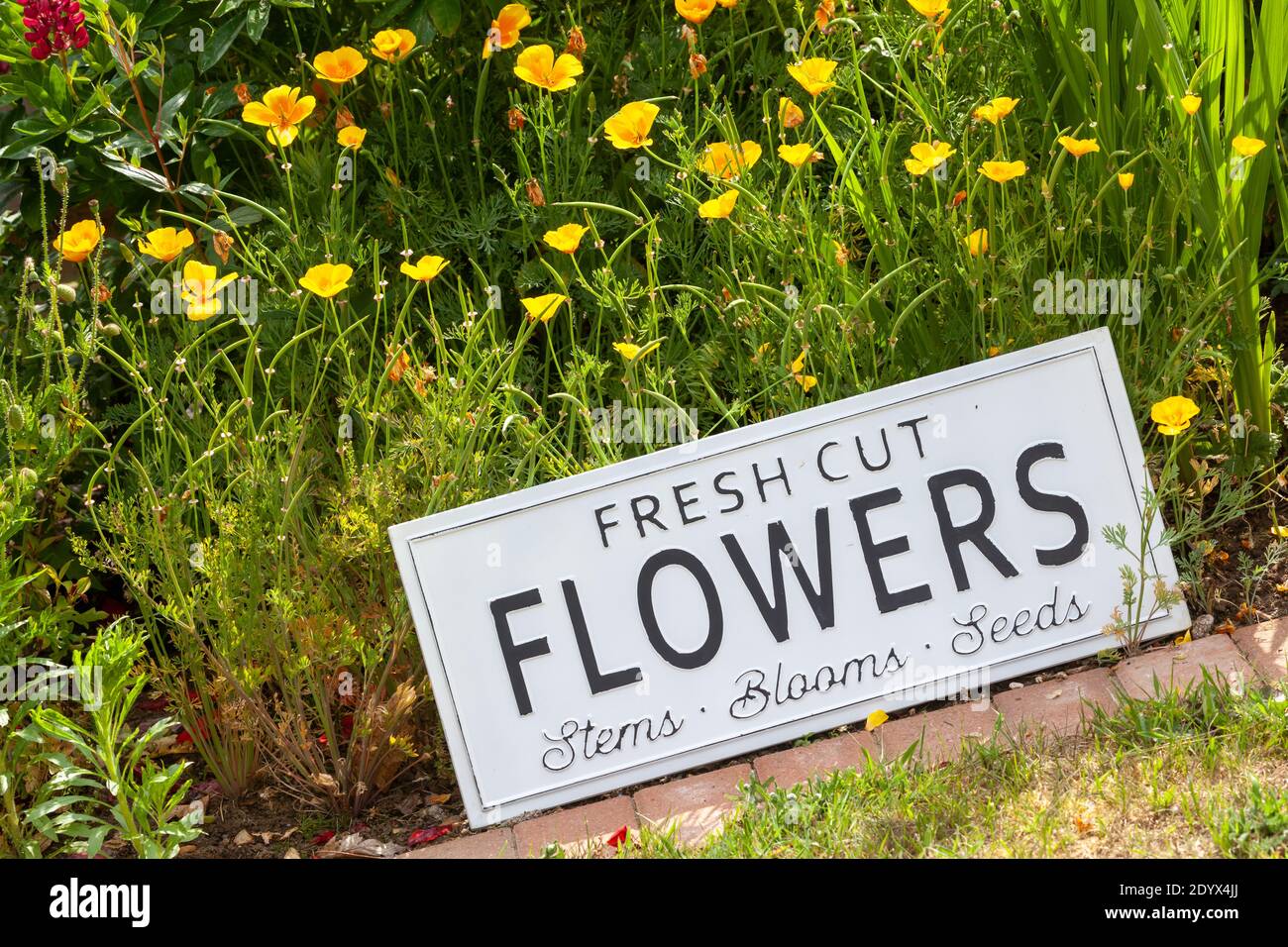 Schöne Sommerblumen in einem Gartenbett mit einem weißen Schild, das frische Schnittblumen sagt. Nahaufnahme einer erstaunlichen Darstellung von blühenden Pflanzen in vielen Farben Stockfoto