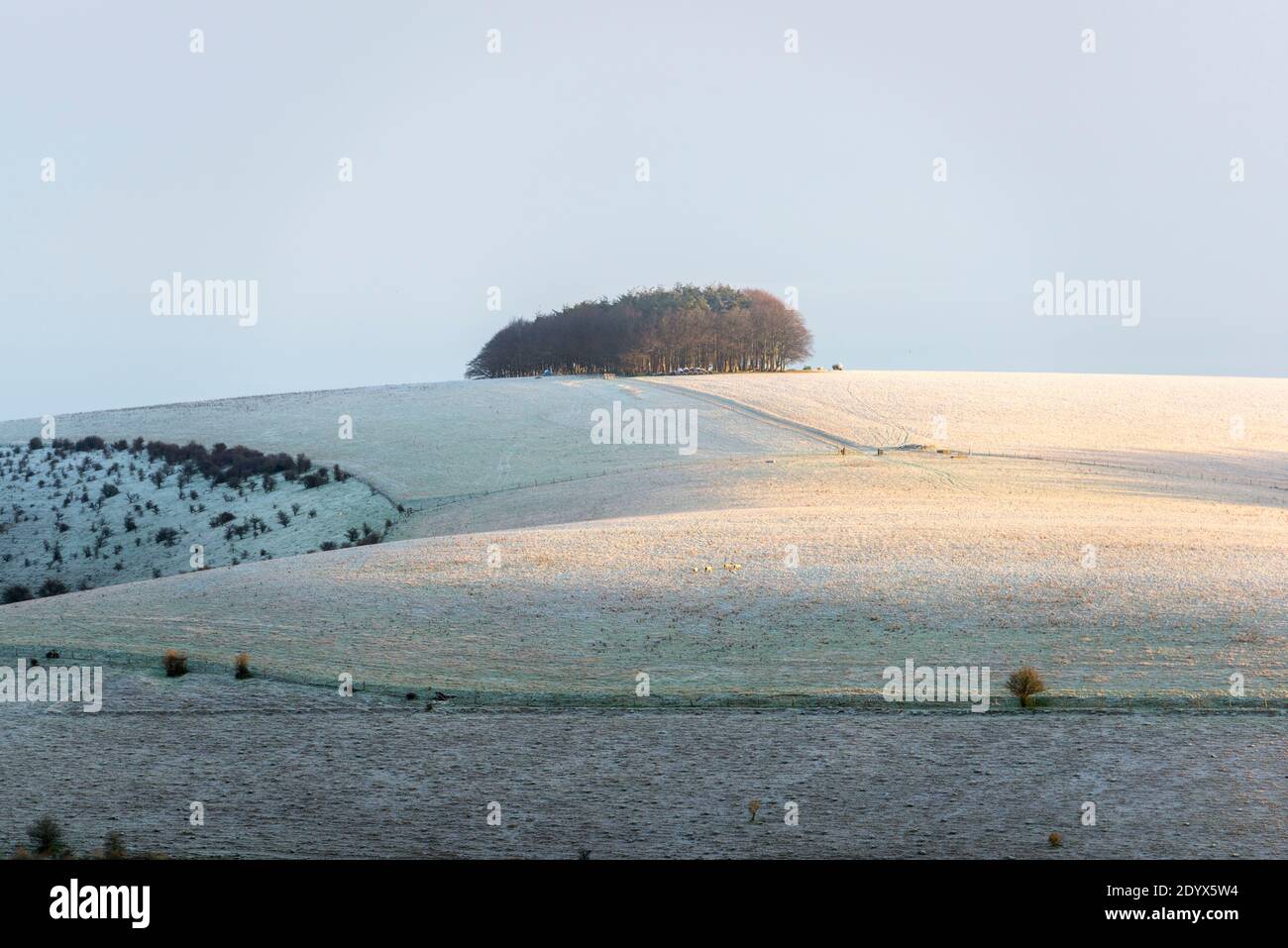 Shaftesbury, Dorset, Großbritannien. Dezember. Wetter in Großbritannien. Ein leichtes Staubwischen von Schnee bedeckt Compton Down in der Nähe von Shaftesbury in Dorset nach einer frühen morgendlichen winterlichen Dusche. Bild: Graham Hunt/Alamy Live News Stockfoto