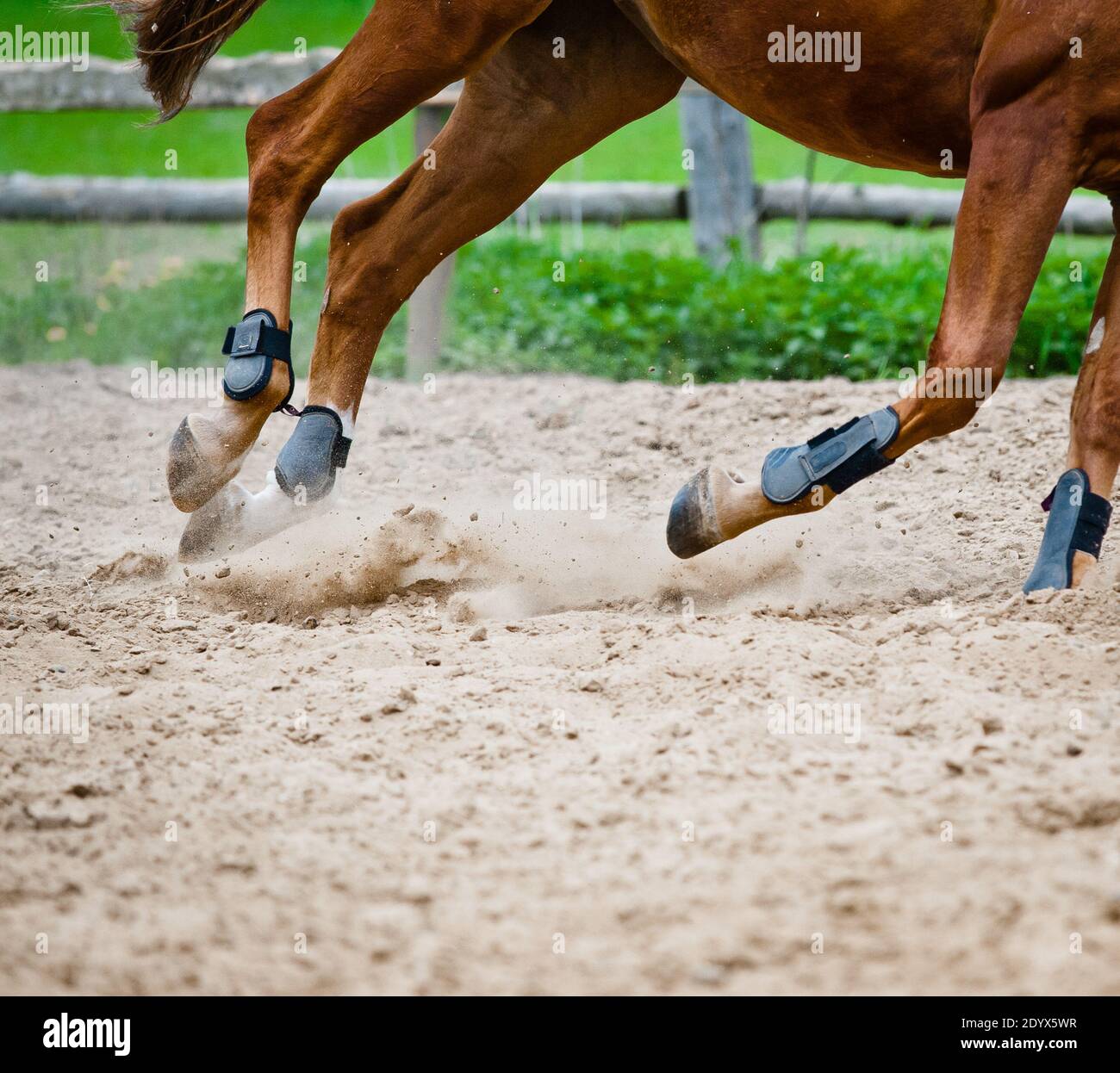 Pferdetraining im Fahrerlager Nahaufnahme der Hufe Stockfoto