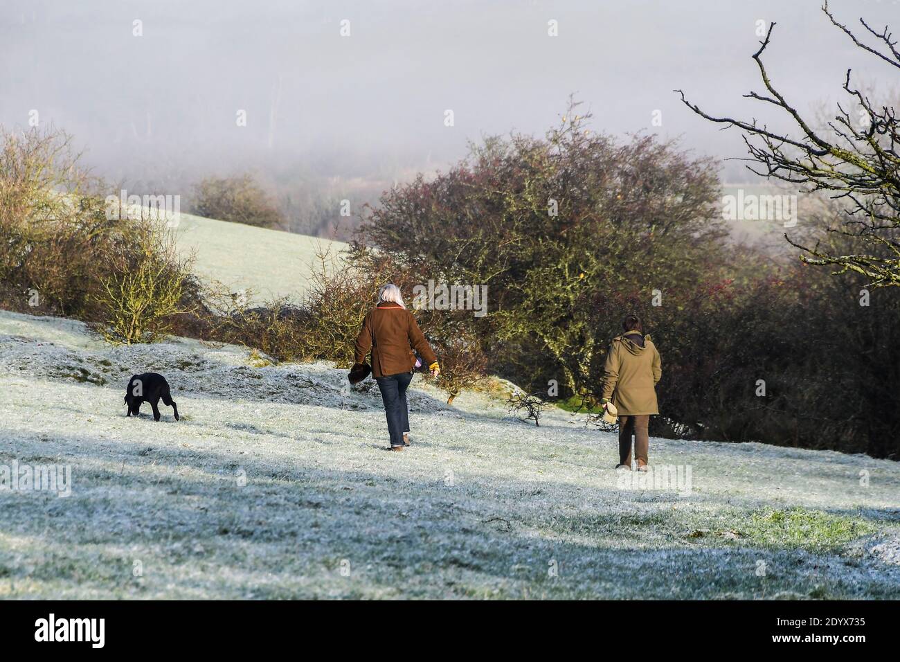 Shaftesbury, Dorset, Großbritannien. Dezember. Wetter in Großbritannien. Hunde Wanderer für ihre Übung auf Melbury Hill in der Nähe von Shaftesbury in Dorset mit dem Feld gefärbt weiß mit einem leichten Staubwischen von Schnee nach einem frühen Morgen winterlichen Dusche. Bild: Graham Hunt/Alamy Live News Stockfoto