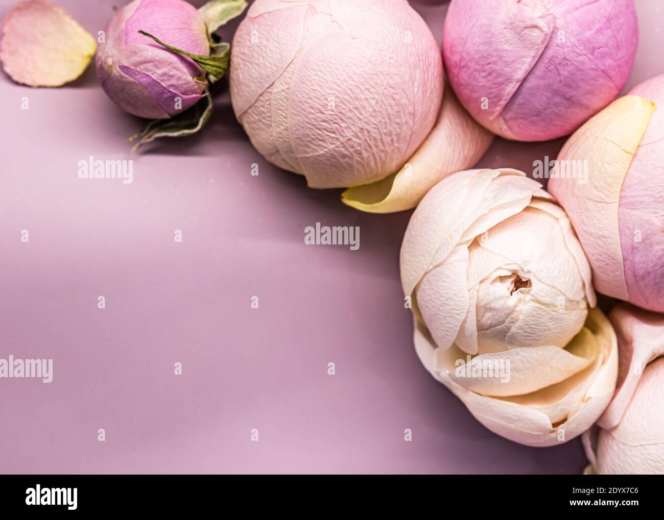 Rosenblütenknospen auf rosa Hintergrund. Makro Blumen Hintergrund für Urlaub Marke Design Stockfoto