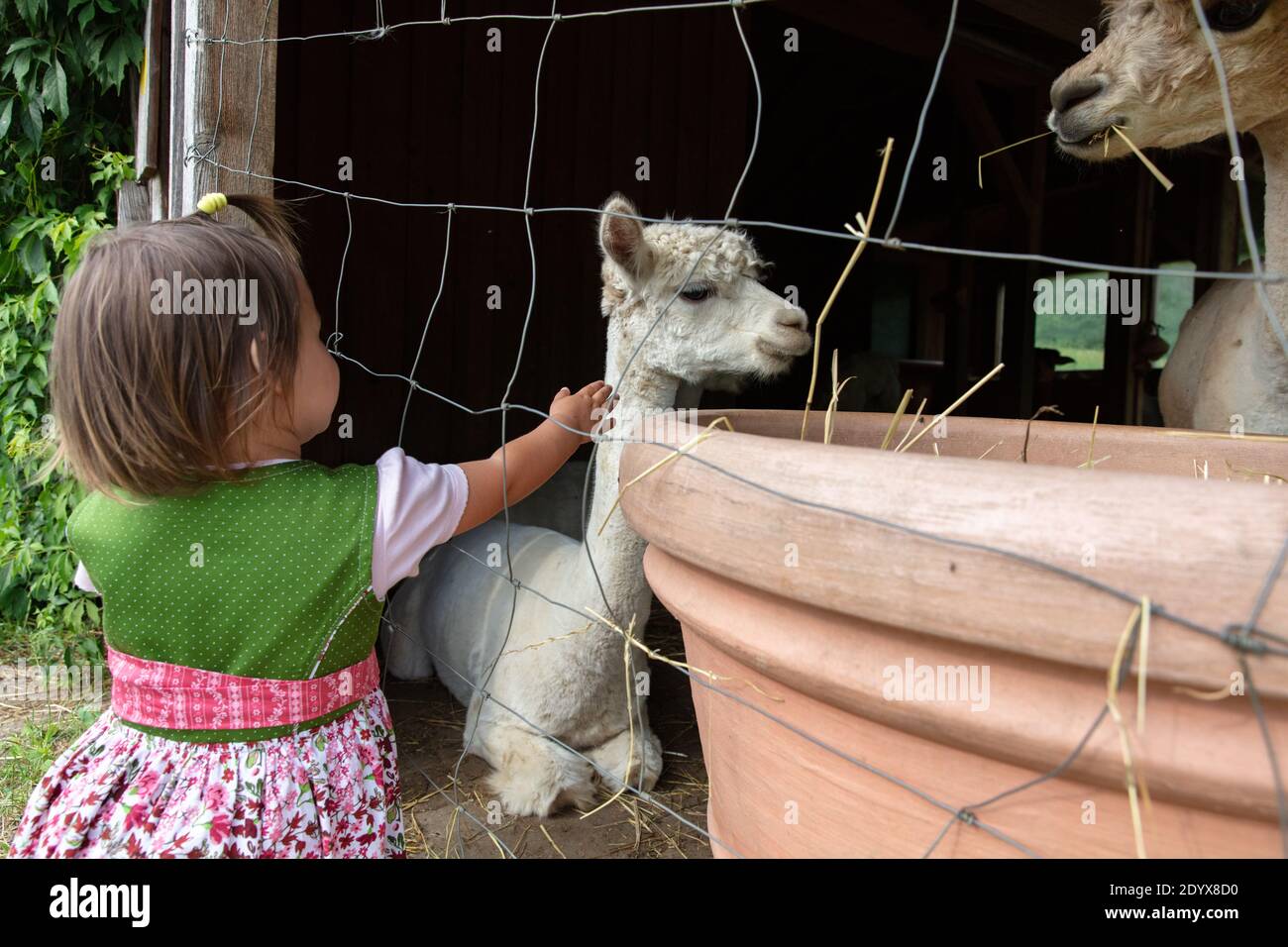 2-jährige Kleinkind Mädchen von hinten fotografiert, während die Reichweite aus Zu Alpakas hinter dem Gitterzaun Stockfoto