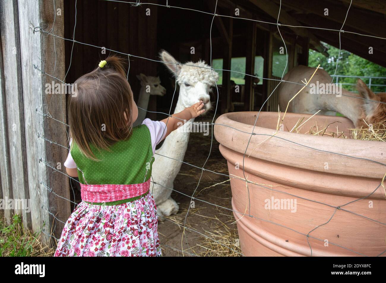 Furchtloses 2-jähriges Kleinkind Mädchen, das sich durch das Gitter ausstreckt pat alpaka Stockfoto