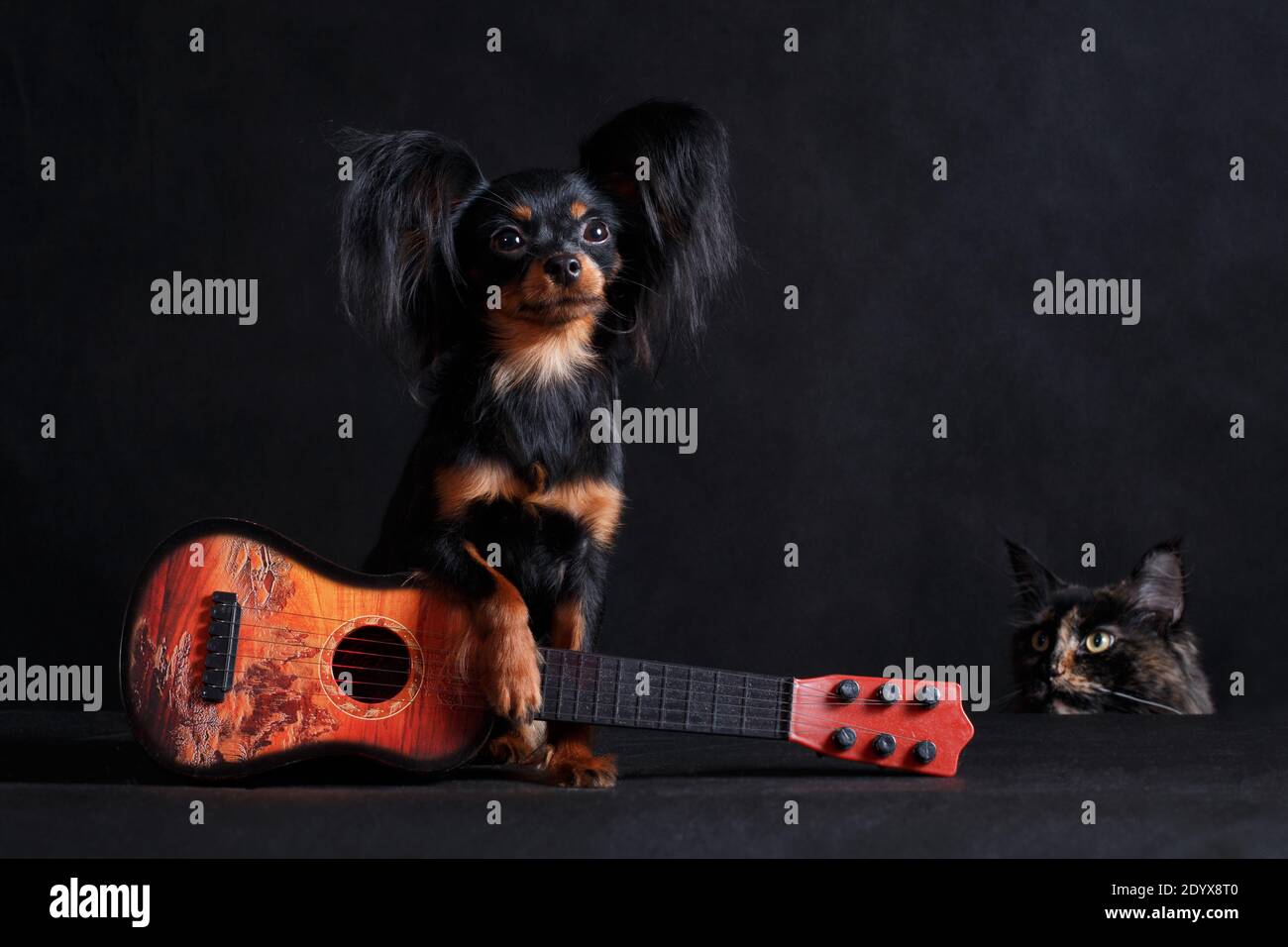 Kopf der maine coon Katze guckt auf schwarz tan langhaarigen russischen Spielzeug Terrier mit roten Spielzeuggitarre auf Szene drinnen im Studio auf schwarzem Hintergrund, horiso Stockfoto