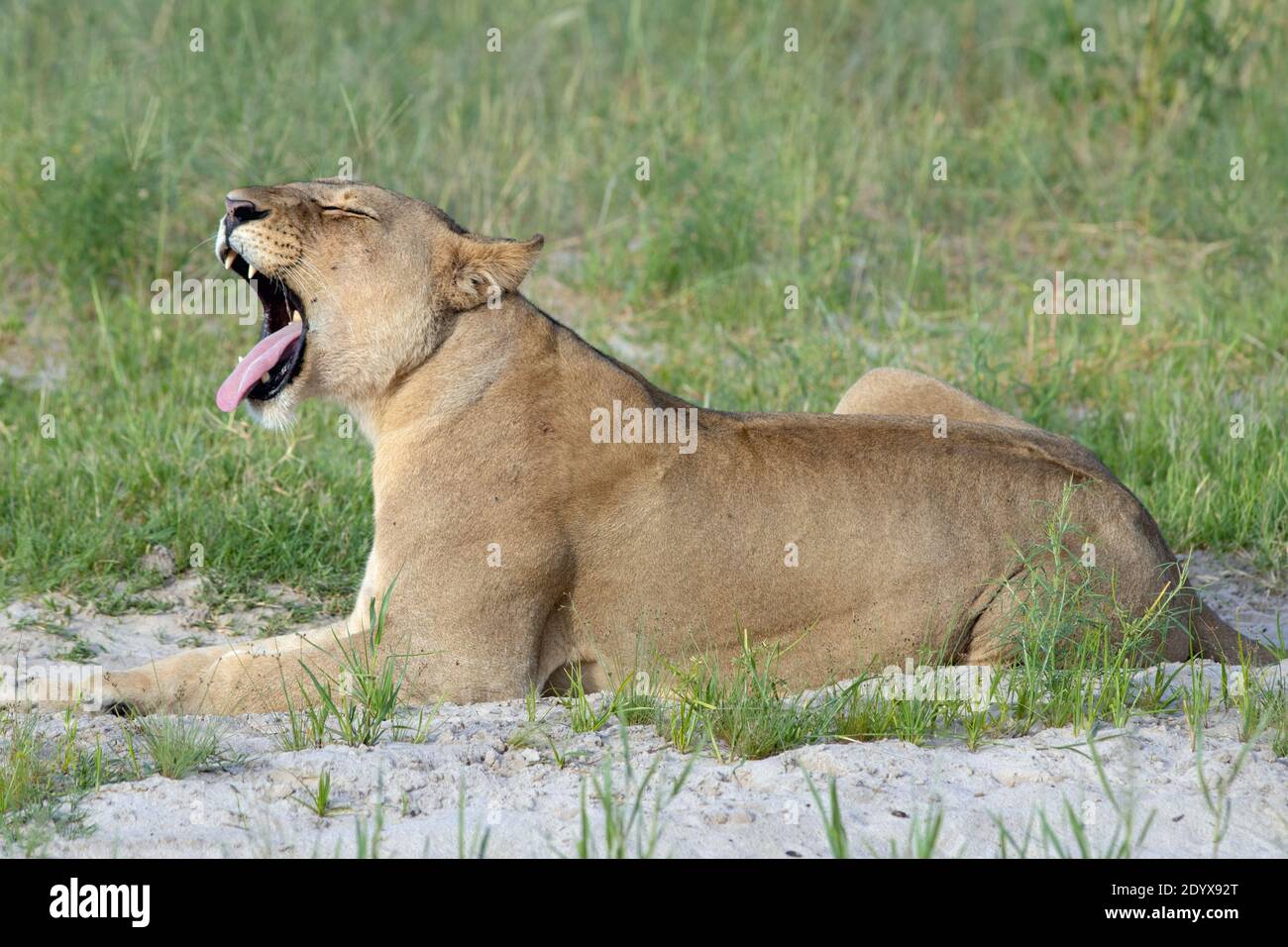 Afrikanische Löwin (Panthera lio). Liegend in der offenen, Kopf angehoben, gähnend offenbart einen weit geöffneten Mund und Kiefer Eckzähne und eine raspende Zunge. S Stockfoto