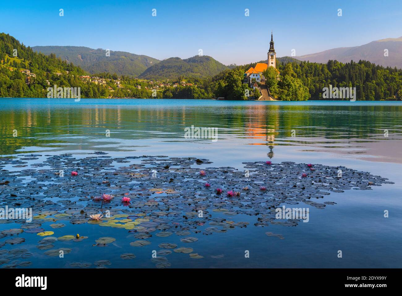 Auf dem See blühen rosa Lotusblumen. Bewundernswerte Seerosenblumen und Wallfahrtskirche auf der kleinen Insel im Hintergrund, Bleder See, Slowenien, EUR Stockfoto