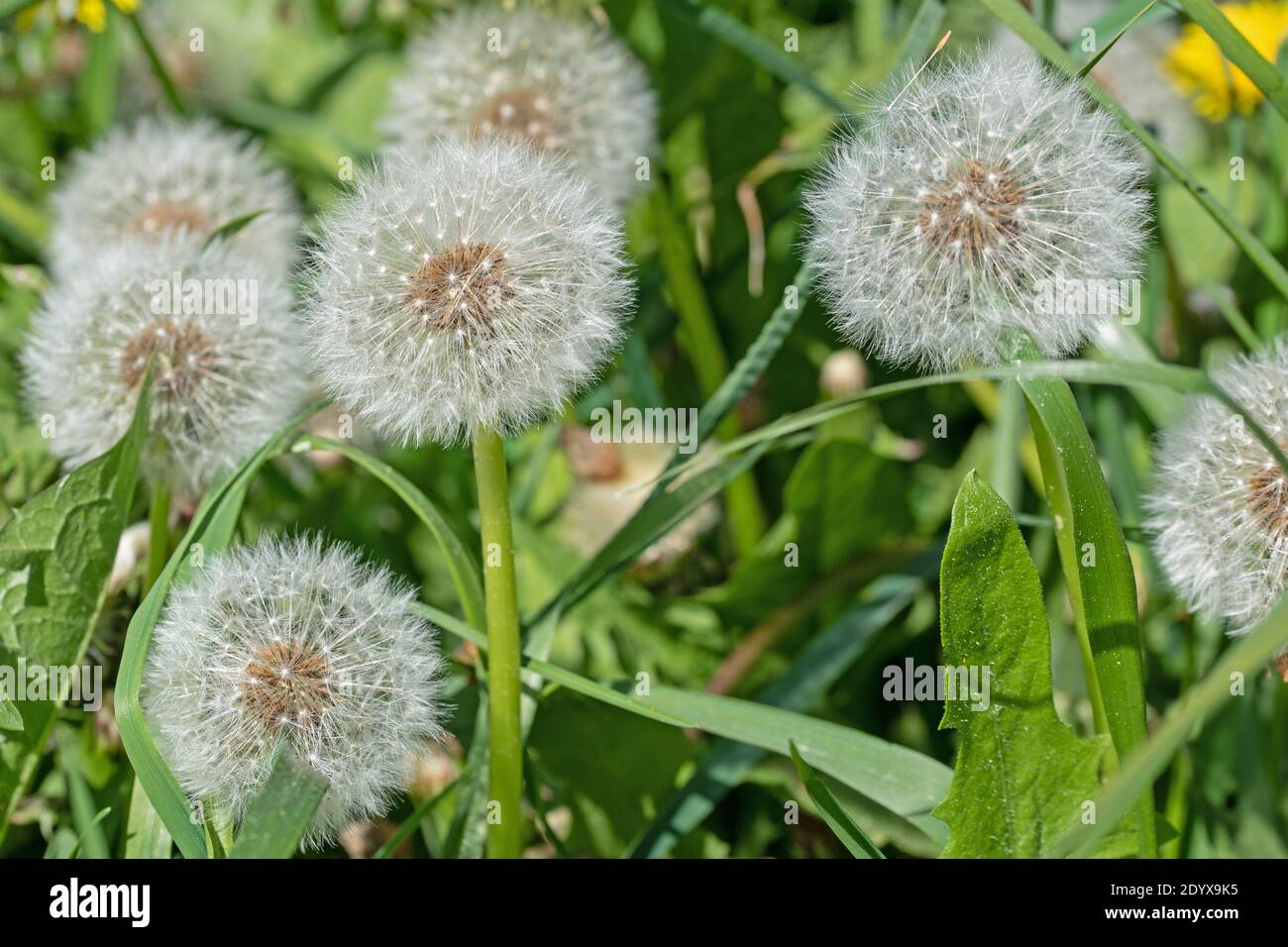 Verblasste Löwenzahn im Frühjahr in einer Wiese Stockfoto