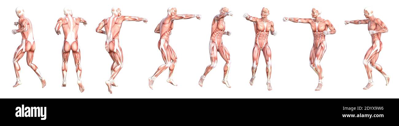 Konzeptionelle Anatomie gesunde skinless menschlichen Körper Muskelsystem Set. Athletischer junger Erwachsener posiert für Bildung, Fitness-Sport, Medizin Stockfoto