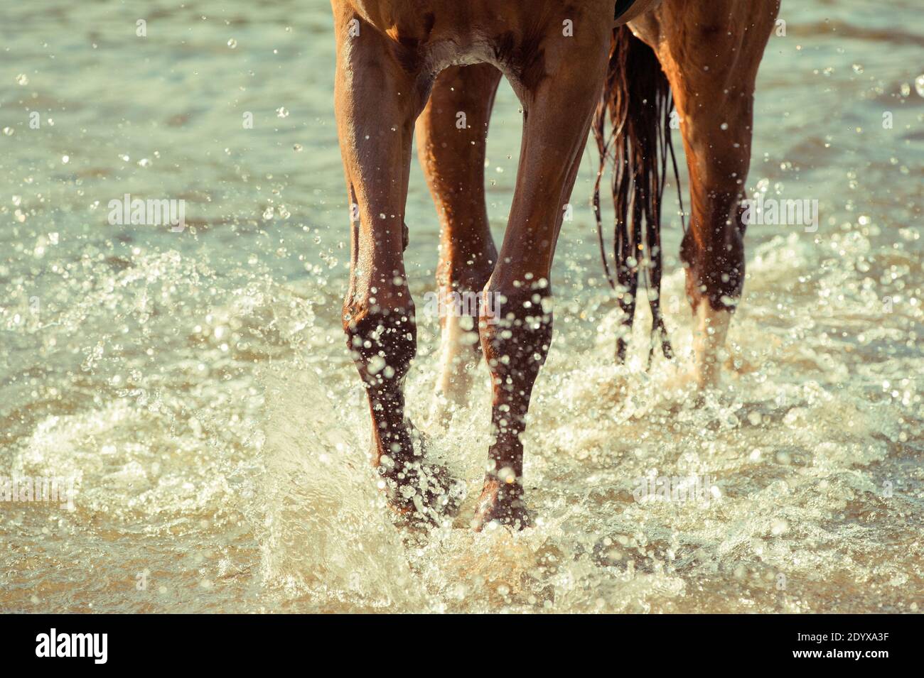 Pferderennen mit Wasserspritzern an einem heißen Sommertag Stockfoto