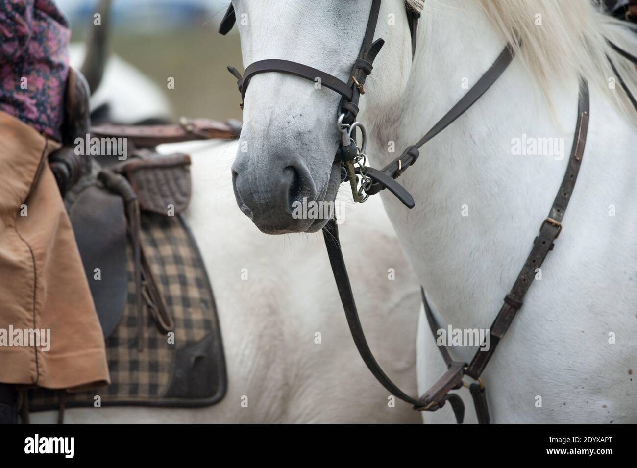 Weiße camargue Pferd Nahaufnahme Stockfoto