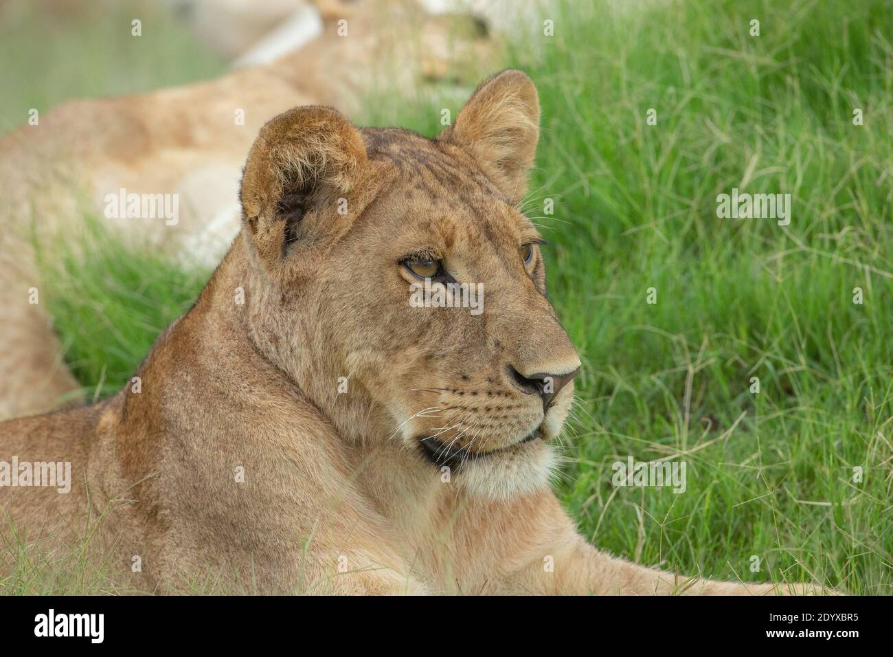 Afrikanische Löwin (Panthera leo). Wohlbefinden. Würdevolles, wachsames junges Tier, liegend, aber voll bewusst, wachsam, empfindlich für das Leben in der nahen Umgebung. Stockfoto