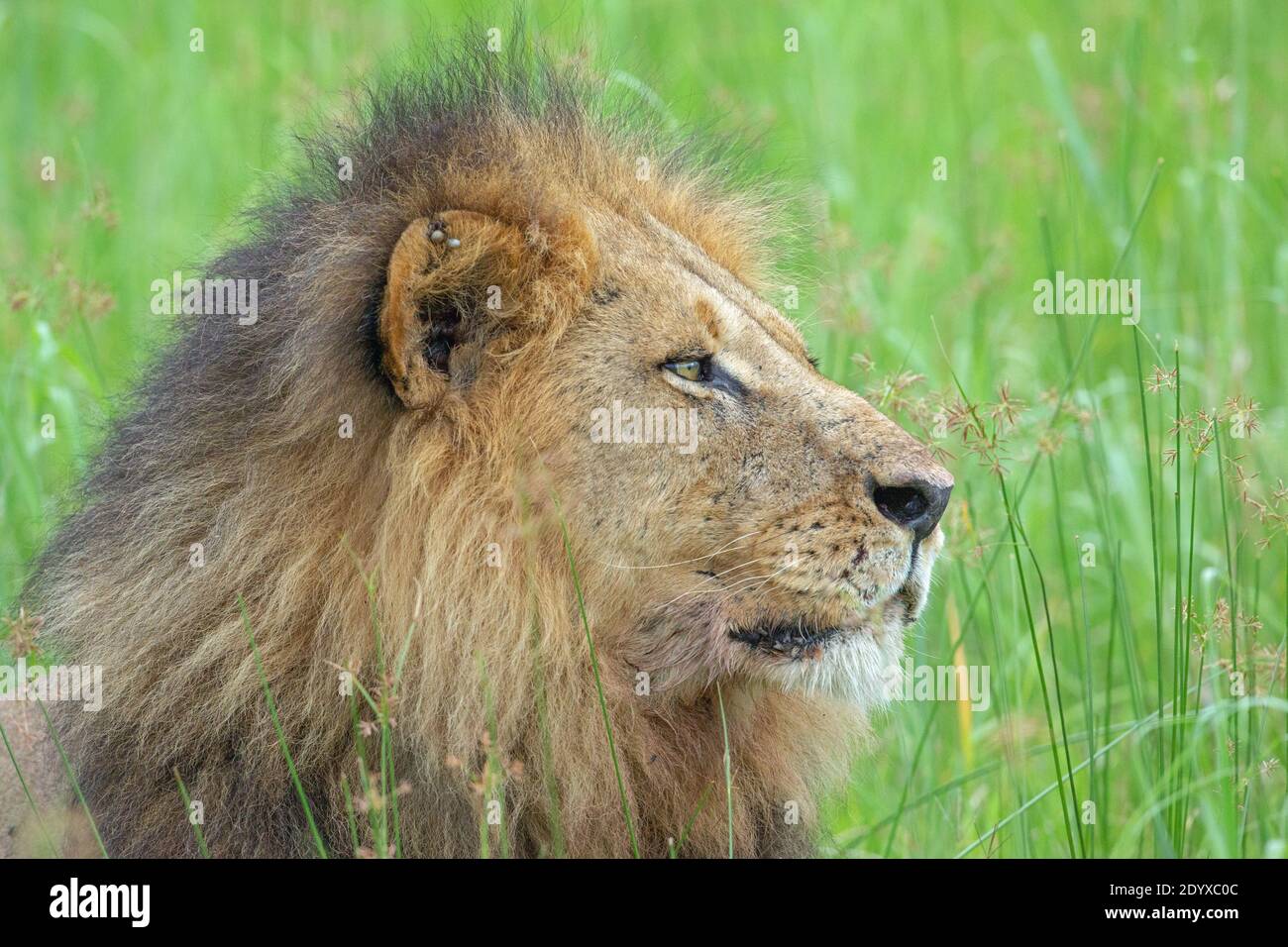 Afrikanischer Löwe (Panthera leo). Seitenansicht des Kopfes mit äußeren Parasiten, Zecken, befestigt, eingebettet, im Ohrrand. Stockfoto