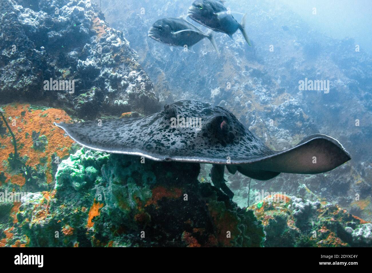 Blotched Fantail Ray (Taeniurops meyeni) Schwimmen über dem felsigen Riff des Ozeans Stockfoto