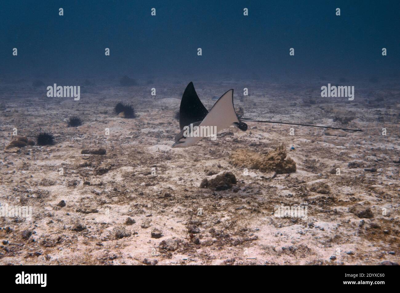 Weisskopfseeadler-Strahl (Aetobatus ocellatus) schwimmend auf dem sandigen Meeresboden. Stockfoto