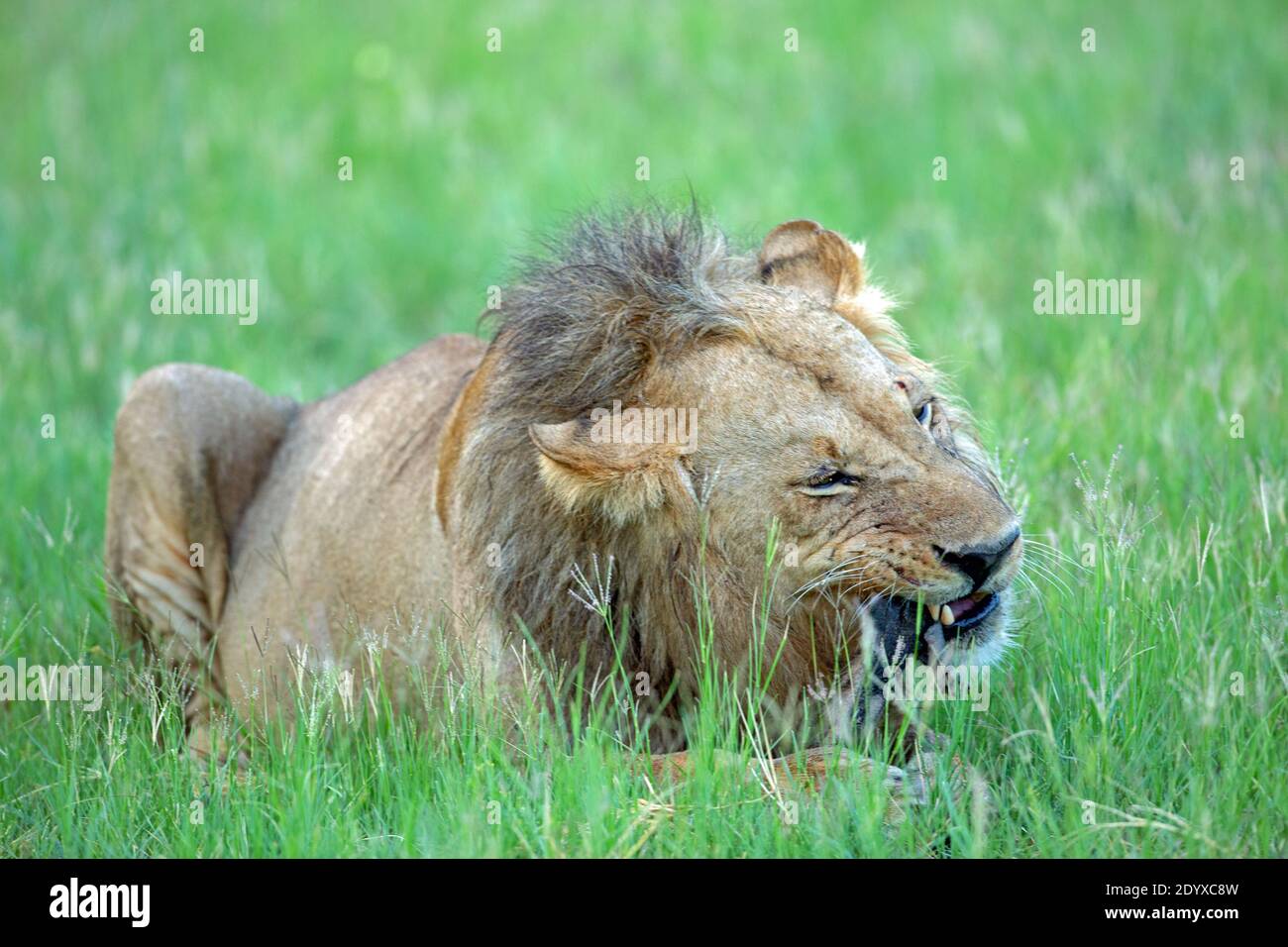 Afrikanischer Löwe (Panthera leo). Älterer Mann. Einzelne, allein, nach Lebensmitteln zu schrubeln, mit jetzt abgenutzten unperfekten Zähnen. Stockfoto