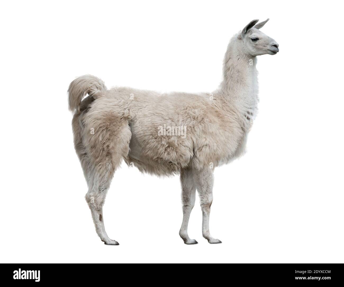 Erwachsene lama außen isoliert auf einem weißen Hintergrund Stockfoto