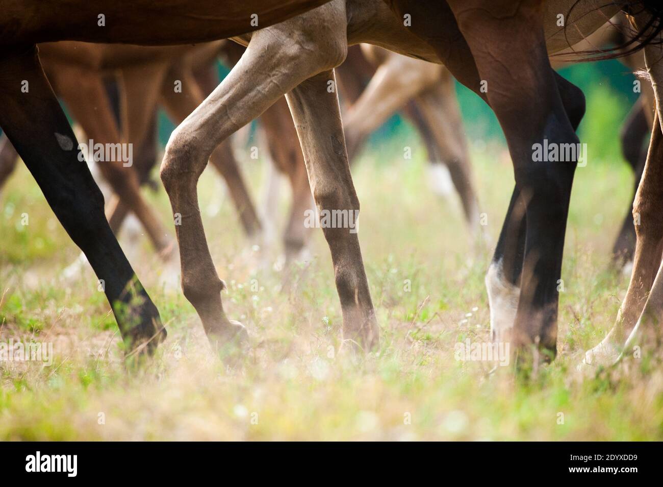 Pferde im Sommer grasen, Blick auf Hufe Stockfoto