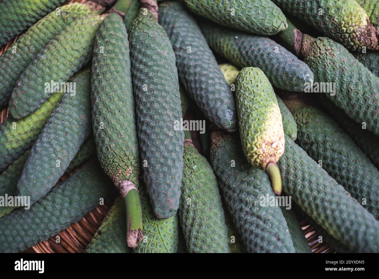 Muster von einem Haufen von grünen reifen Monstera deliciosa erstellt Obst auf dem Markt Stockfoto