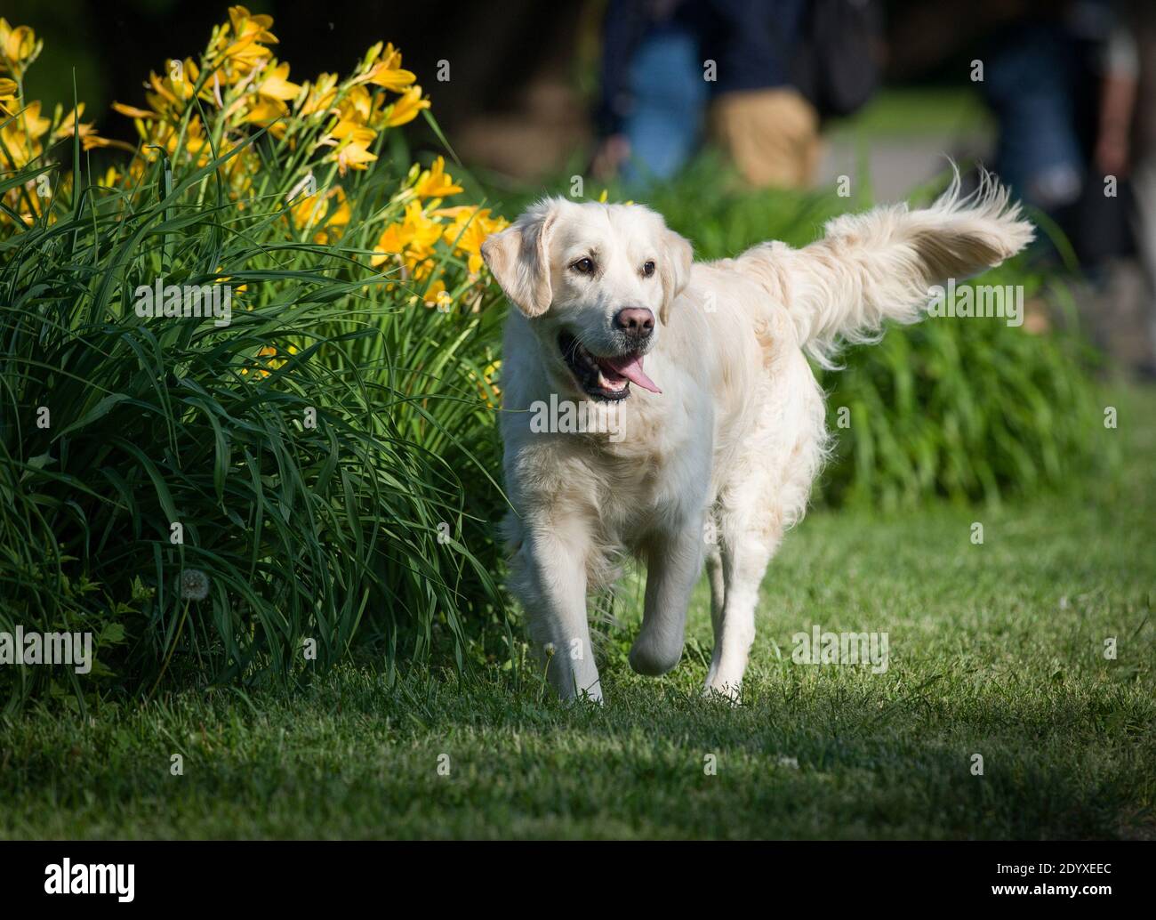 golden Retriever im Park Stockfoto