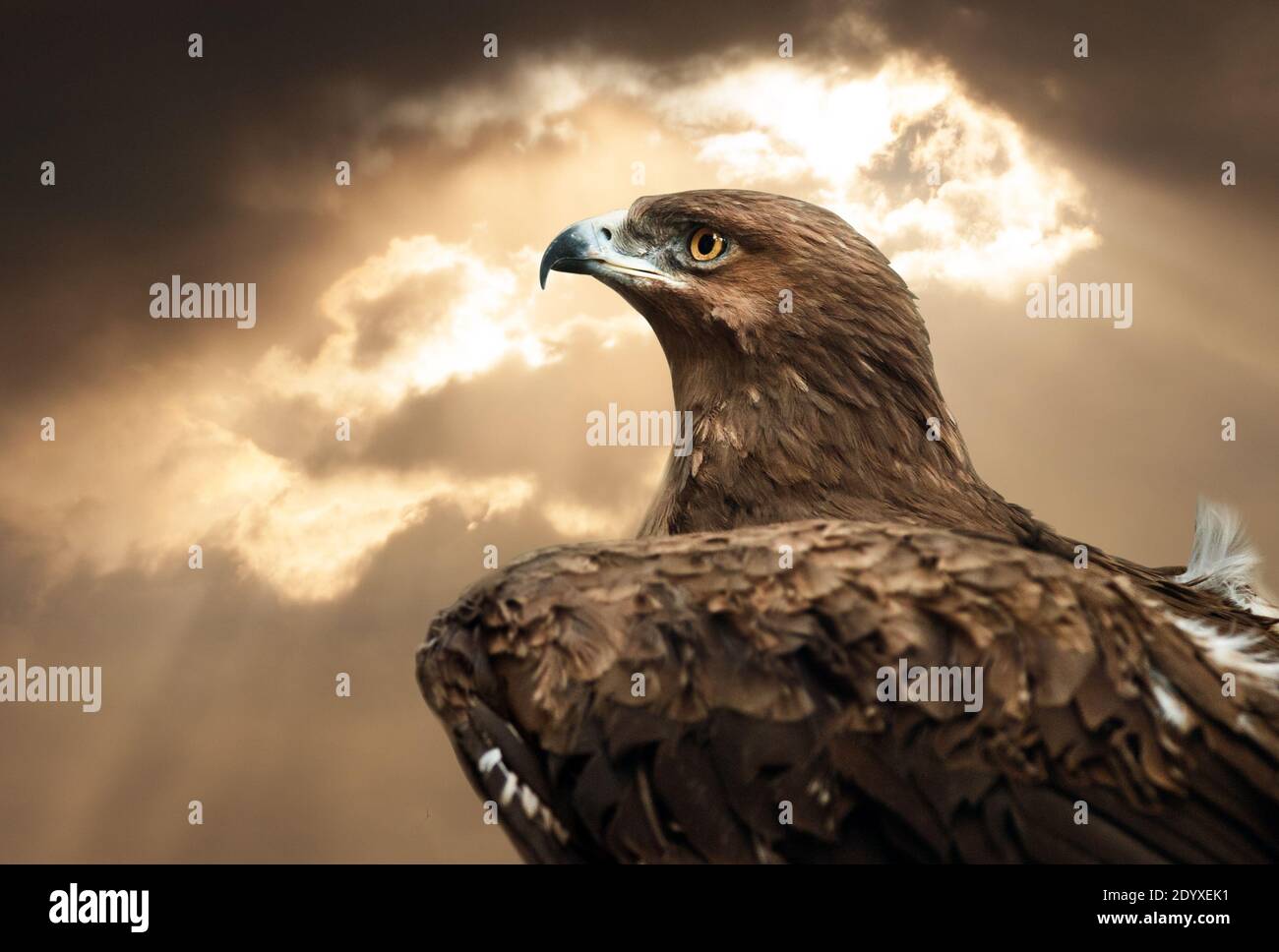 adlerportrait in der Sonnenuntergangszeit Stockfoto