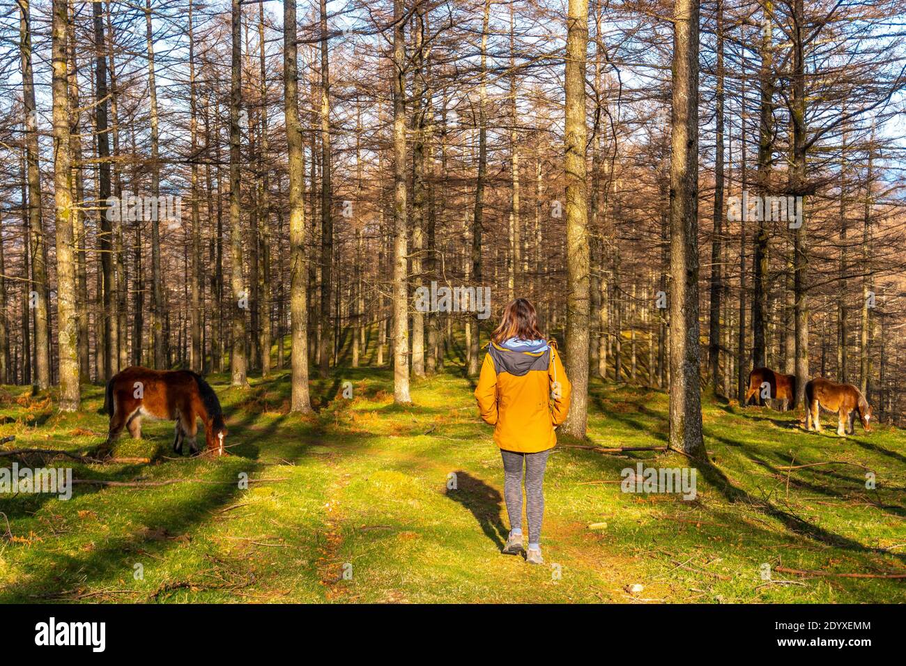 Junge Wanderin in einer gelben Jacke neben einem Wildpferd im Buchenwald von Oianleku Stockfoto