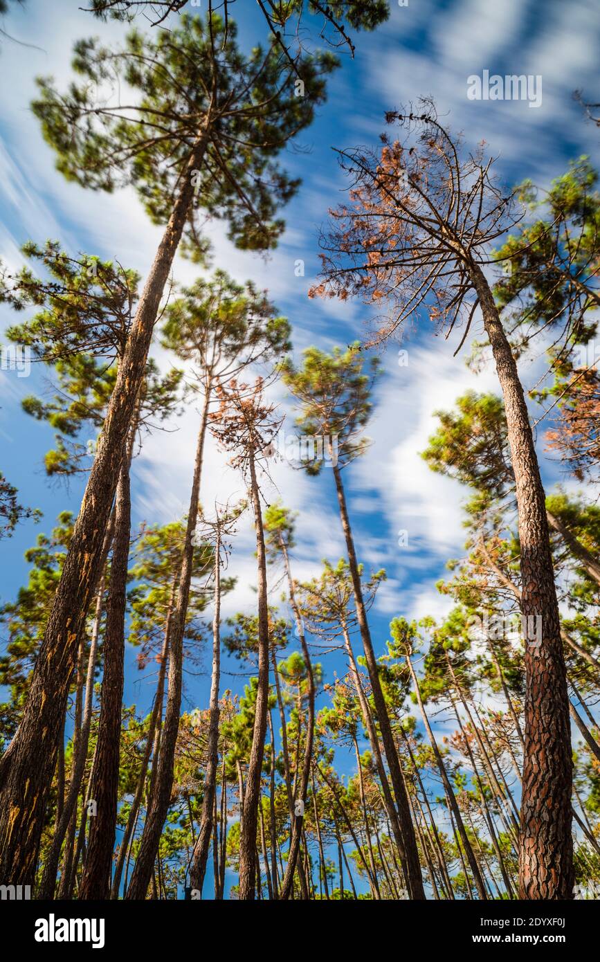 Baumstämme und Baumkronen von mediterranen Pinien Pinus Pinea auf dem Die toskanische Küste schwankt im Wind gegen einen blauen Himmel Stockfoto