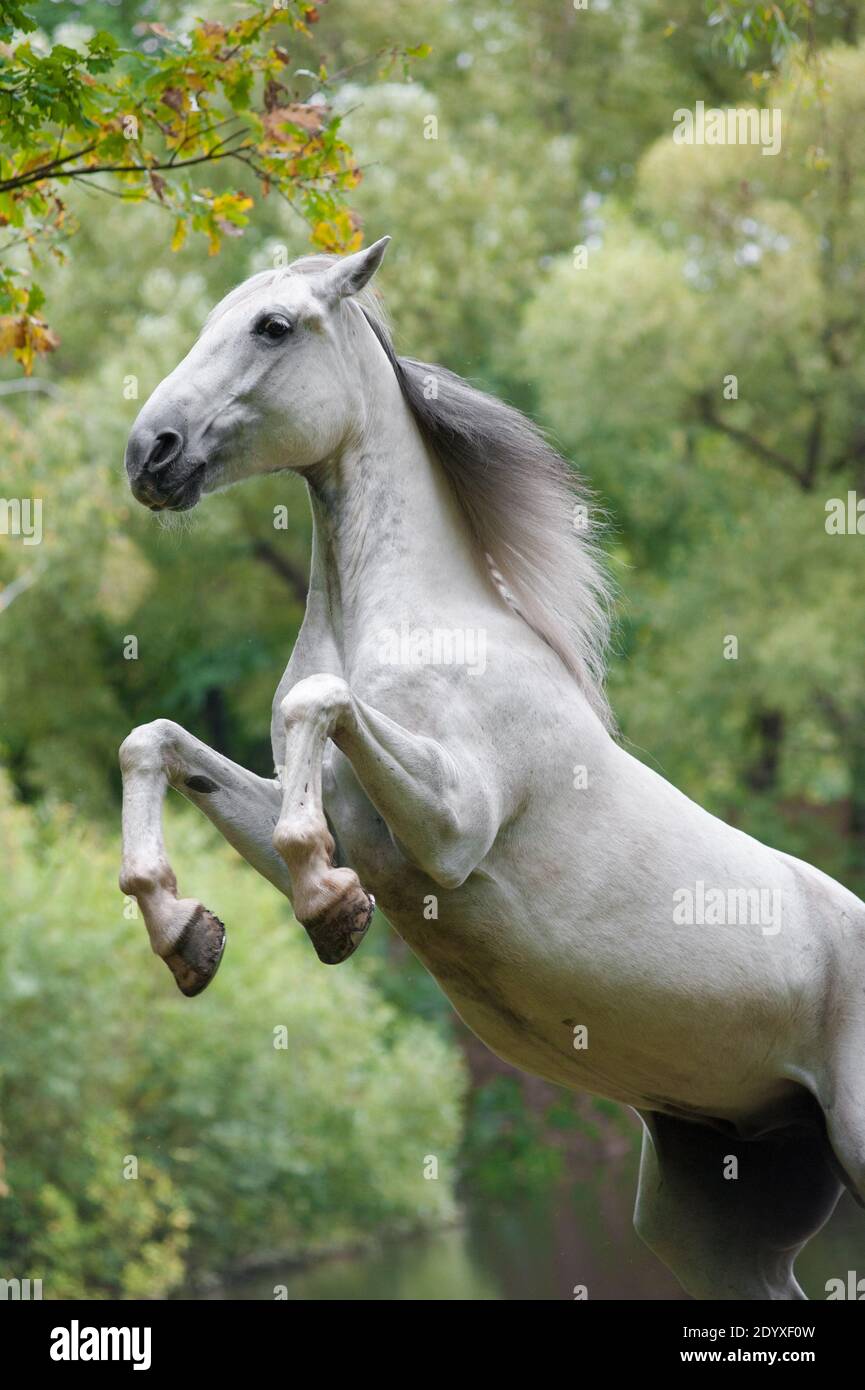 Weiße orlov Pferdezucht Stockfoto