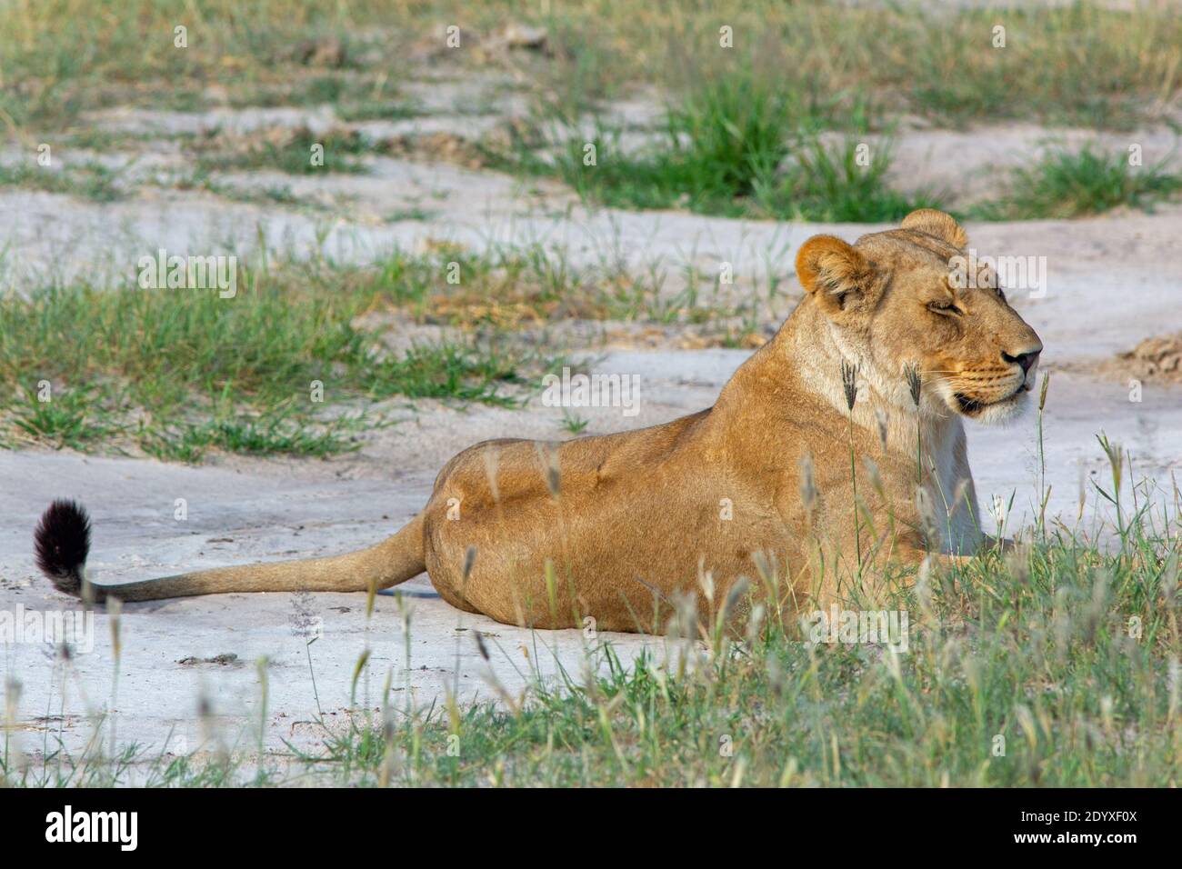 Löwin (Panthera leo), morgens erwachen, genießen liegend auf noch warmen Sand, links vom Vortag. Schwarzer Schwanz mit Spitze Stockfoto