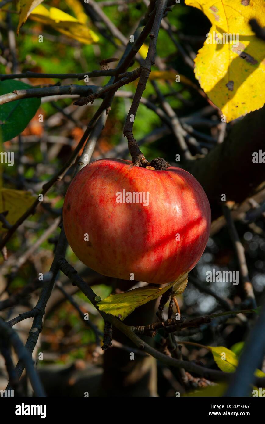 Reifer Apfel in der Herbstsonne Stockfoto