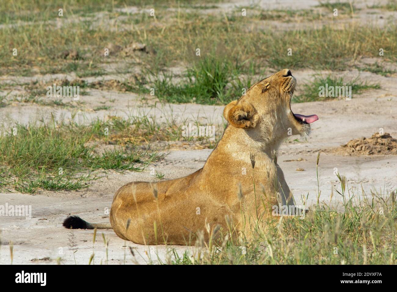 Löwin (Panthera leo), erwacht mit einem großen Gähnen, genießt sich auf noch warmen Sand liegen, links vom Vortag. Stockfoto