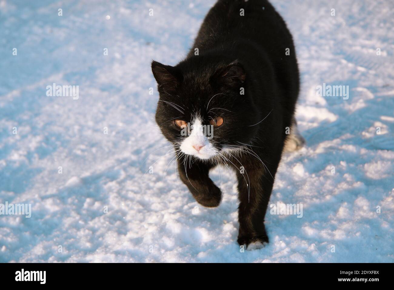 Eine schwarze Katze geht auf weißem Schnee. Ein streunendes Tier auf der Straße im Winter. Stockfoto