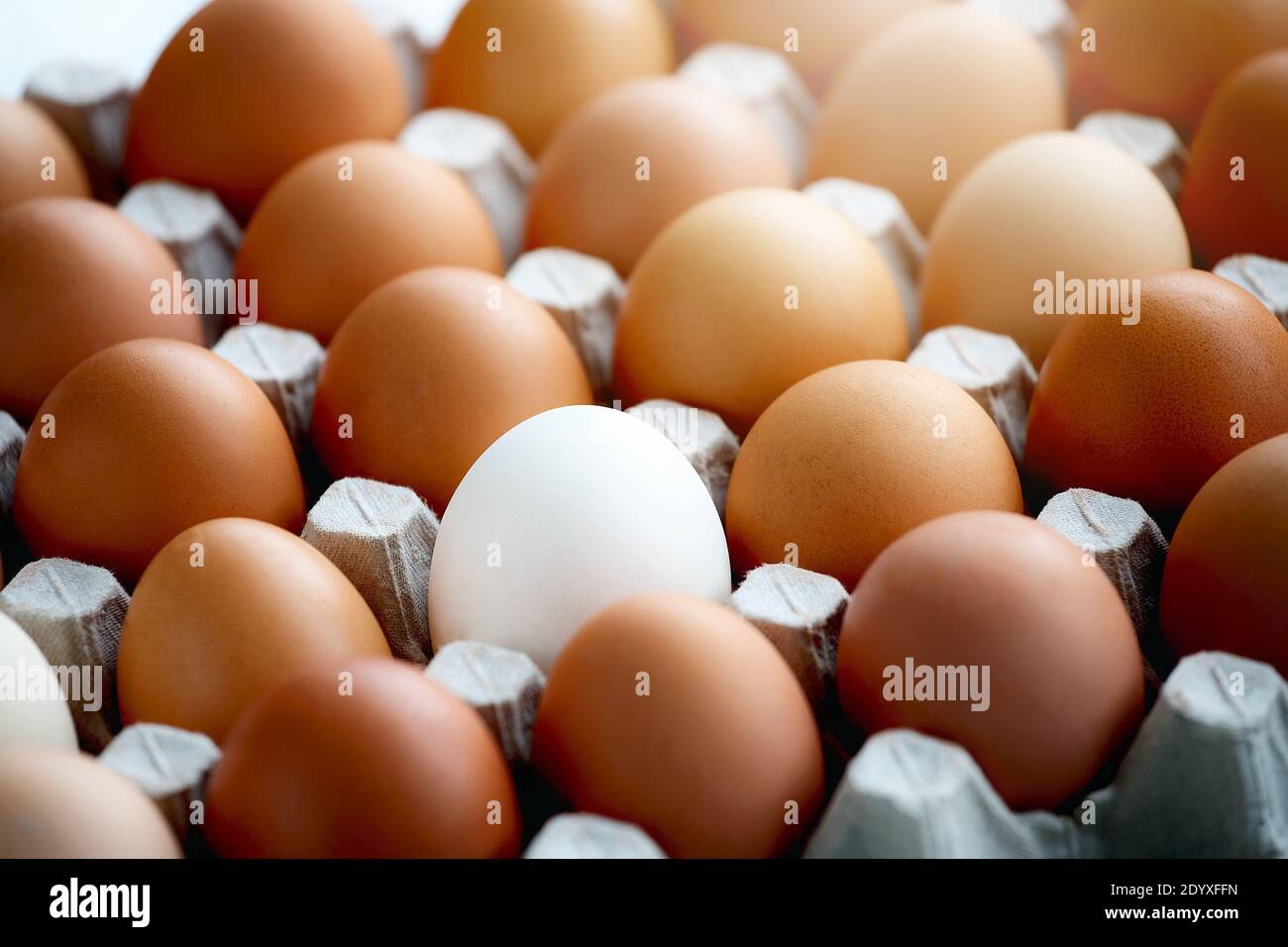 Auf einem Karton liegt ein weißes Hühnereier unter vielen gelben Eiern. Stockfoto