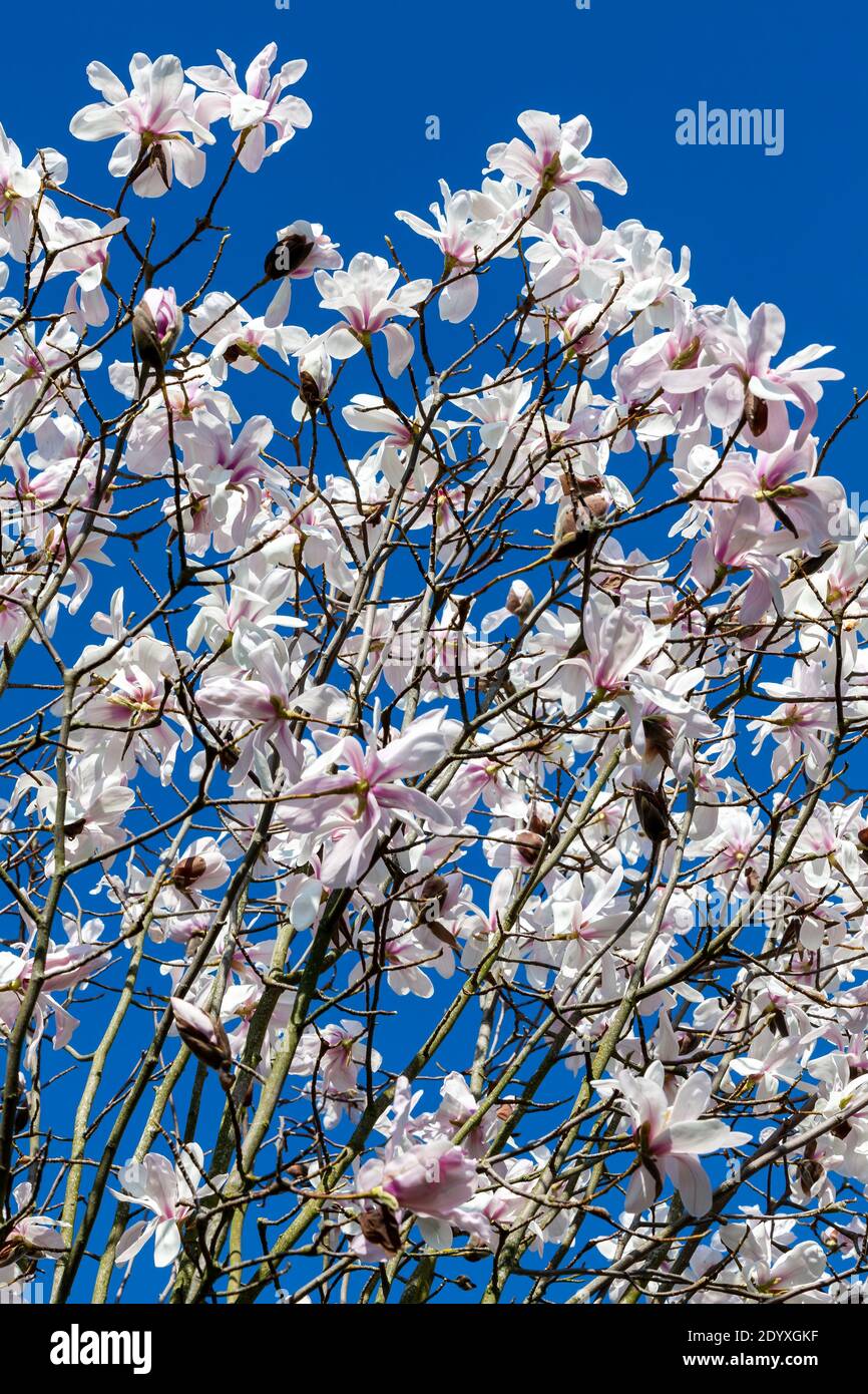 Weiß rosa Magnolia salicifolia blühen in Blüte auf einem Frühling Baumzweig in der Frühlingssaison mit einem blauen Himmel Die allgemein als Willow L bekannt ist Stockfoto