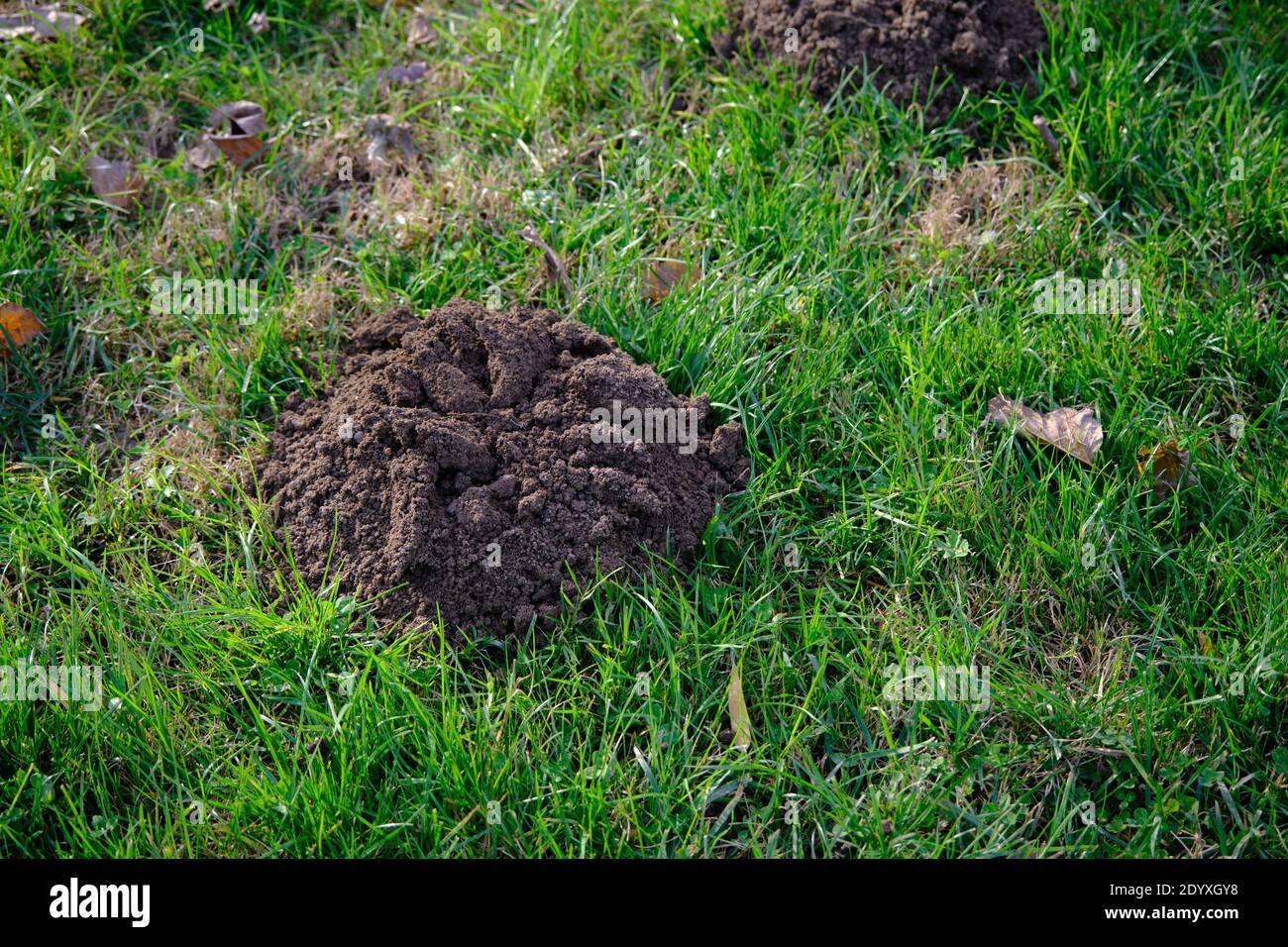 Kleine Haufen Erde und Maulwurffelder auf Gras enthüllt Stockfoto