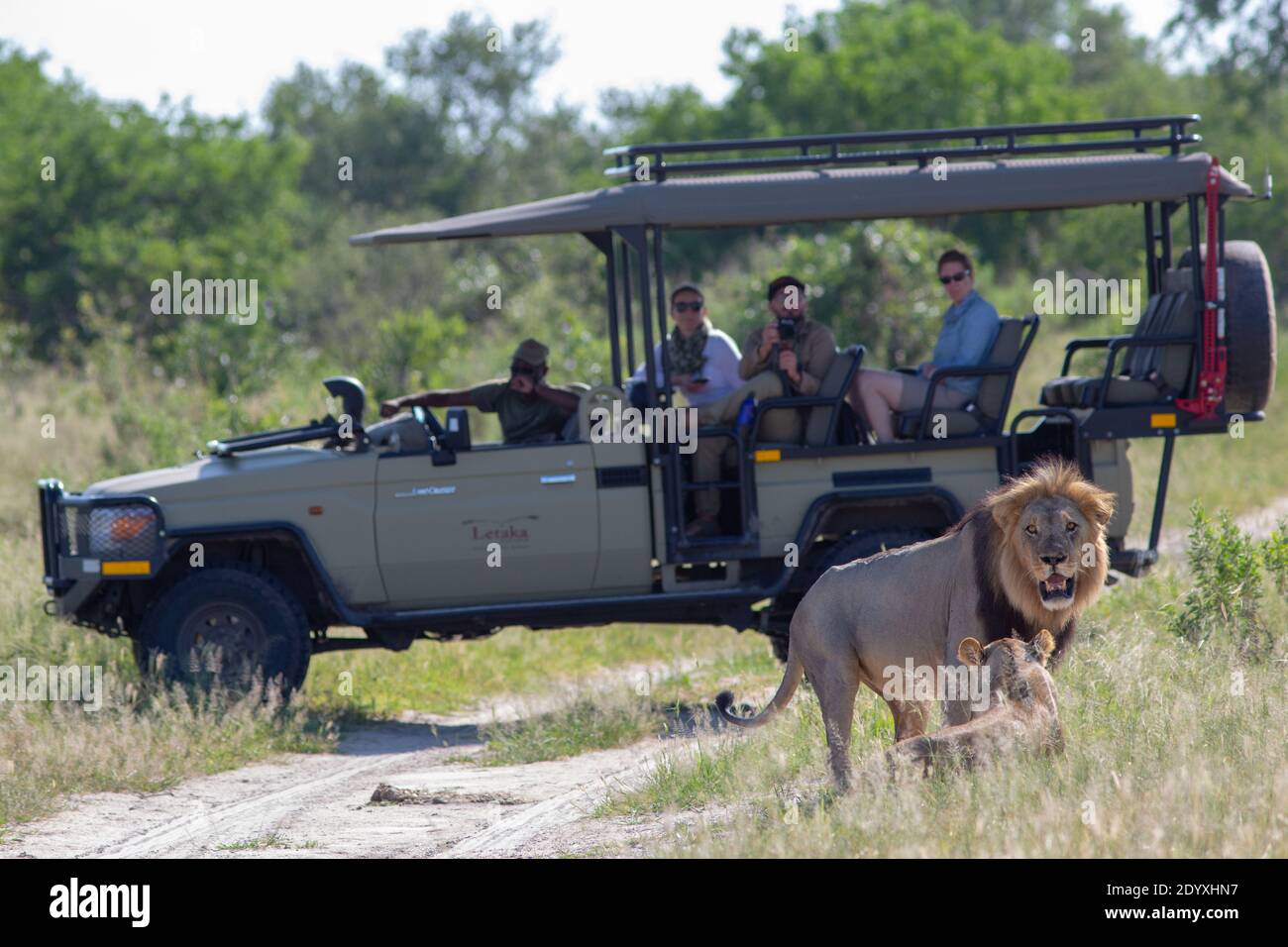 Afrikanische Löwen (Panthera leo). Paar, neben einem Allradantrieb Fahrzeug, mit Wildbeobachter auf Safari-Fahrt. Wunder zu sehen. Okavango Botswana. Stockfoto