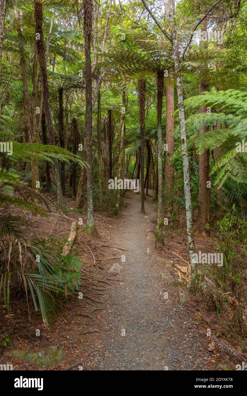 A. H. Reed Memorial Kauri Park in Whangarei, Neuseeland Stockfoto