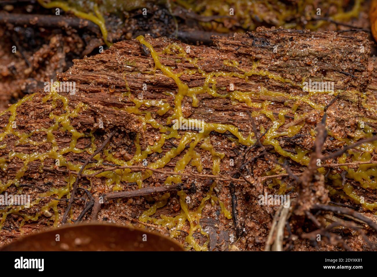 Plasmid des vielköpfigen Schleims der Art Physarum Polycephalum breitete sich auf der Wurzel eines Baumes aus Stockfoto
