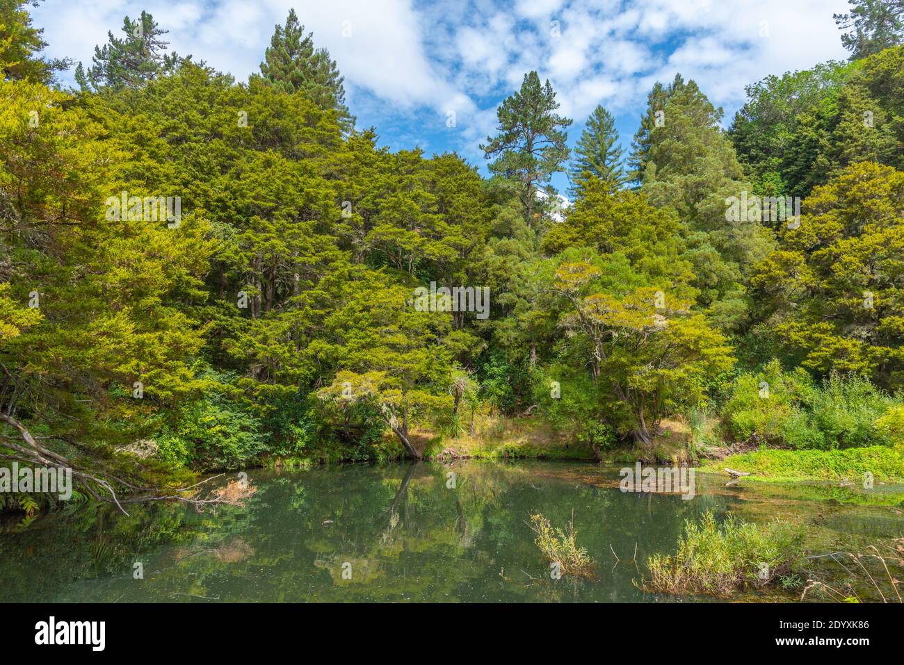 Hatea Fluss in der Nähe Whangarei fällt in Neuseeland Stockfoto