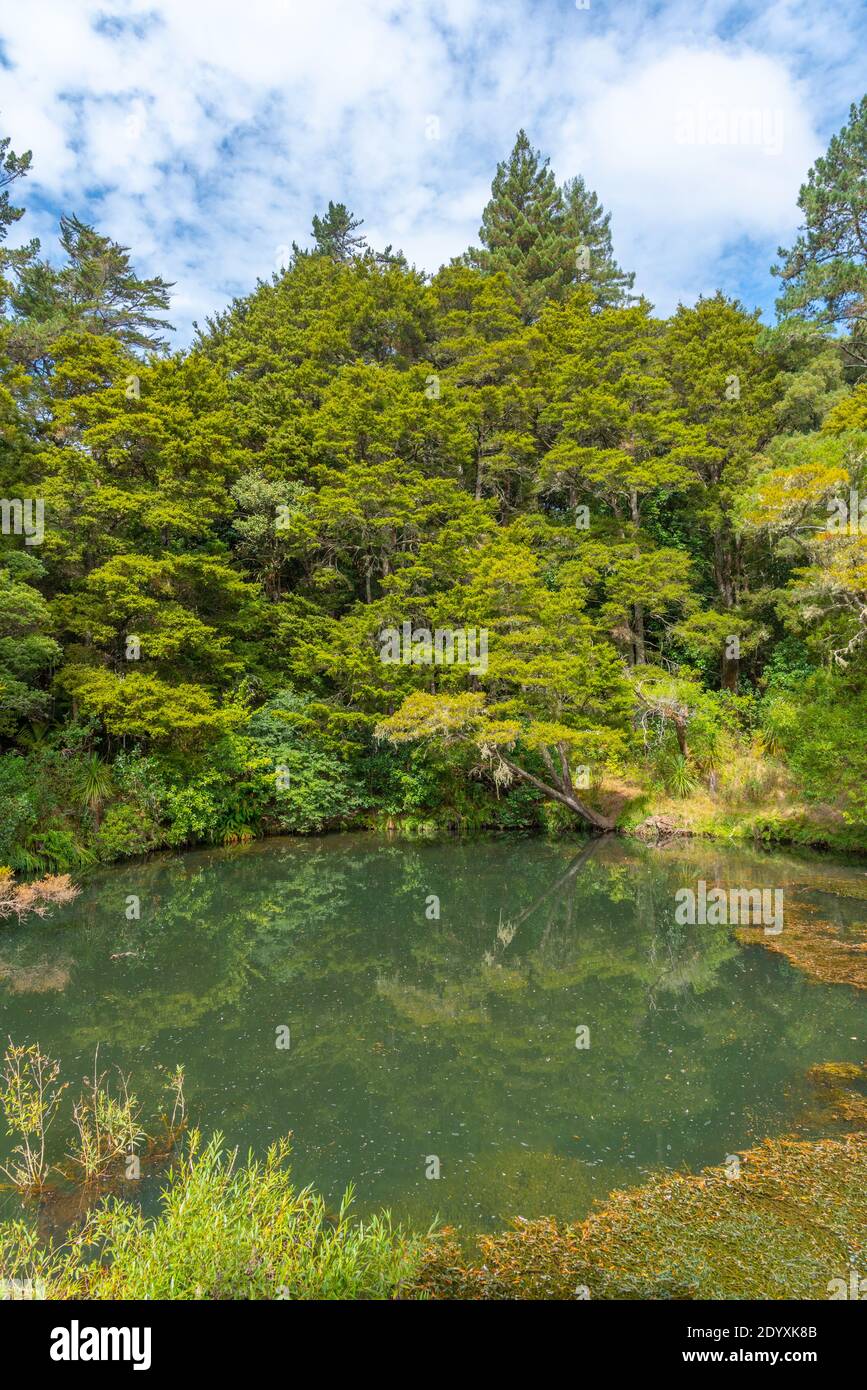 Hatea Fluss in der Nähe Whangarei fällt in Neuseeland Stockfoto