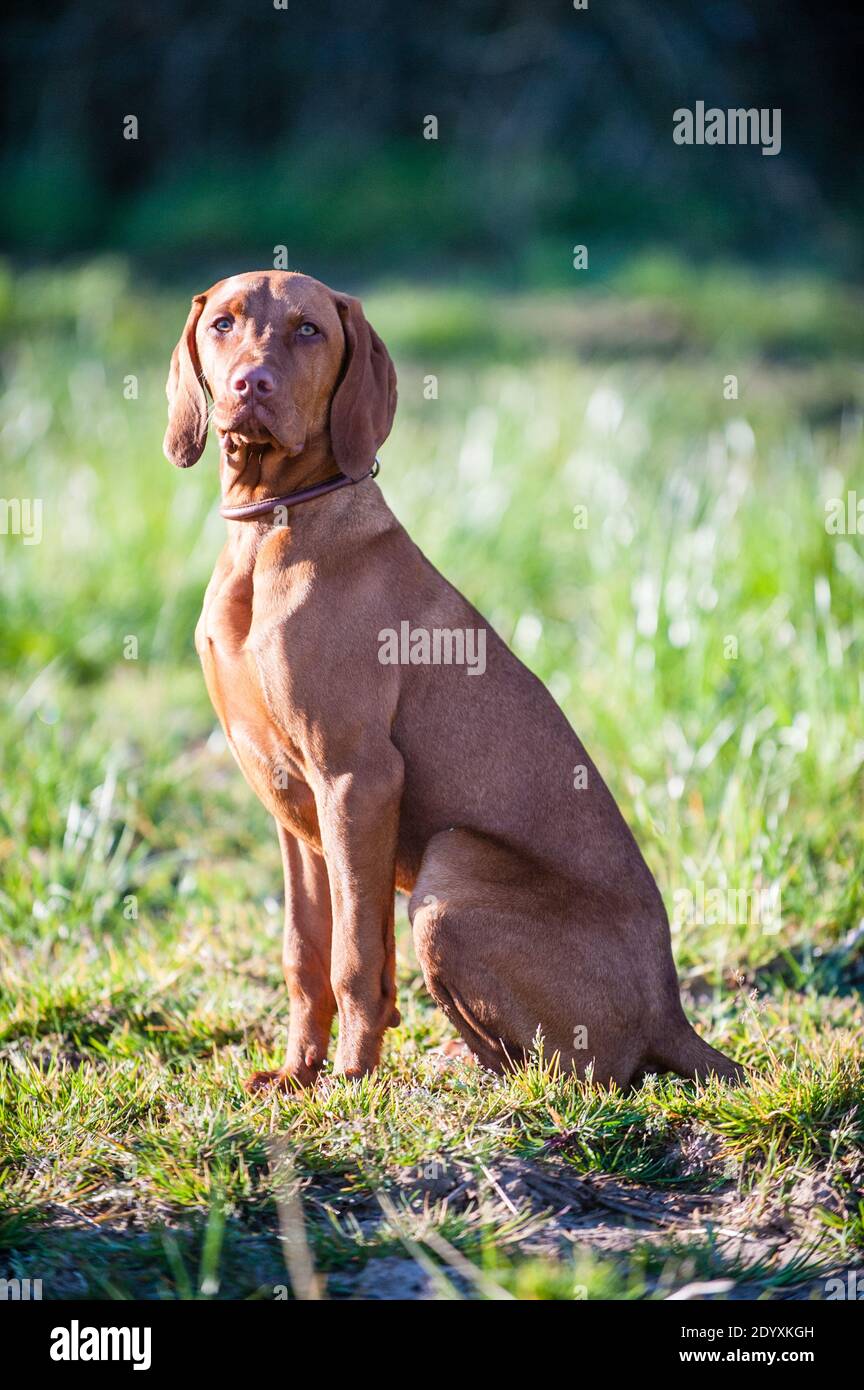 Ein junger gehorsamer ungarischer Vizsla Hund sitzt aufrecht und schaut auf die Kamera in einem Feld in der Sonne. Stockfoto