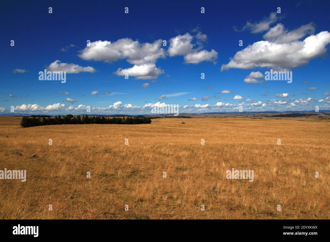 An einem schönen Augustnachmittag, ein Panoramablick auf Aubrac Weiden (Lozère, Frankreich) Stockfoto