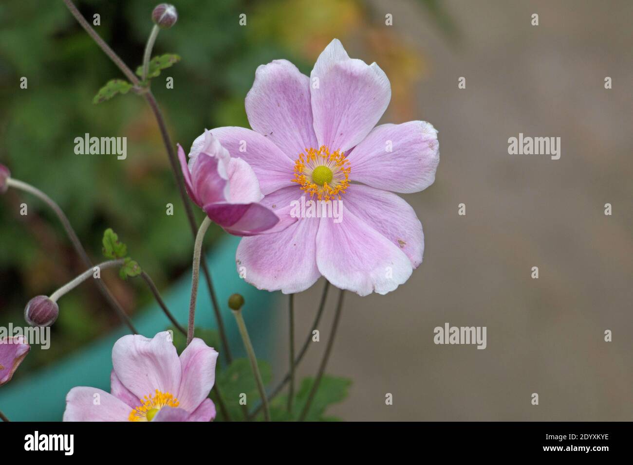 Rosa japanische Anemone Blüten und Knospen, Anemone x Hybrida elegans, japanische Tumbleweed oder Windblume, Nahaufnahme natürlichen Hintergrund Stockfoto
