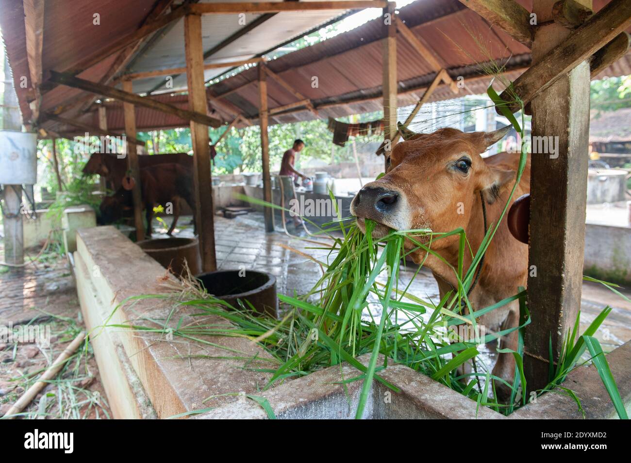 AUROVILLE, INDIEN - November 2020: Eine Kuh, die frisches Gras frisst Stockfoto