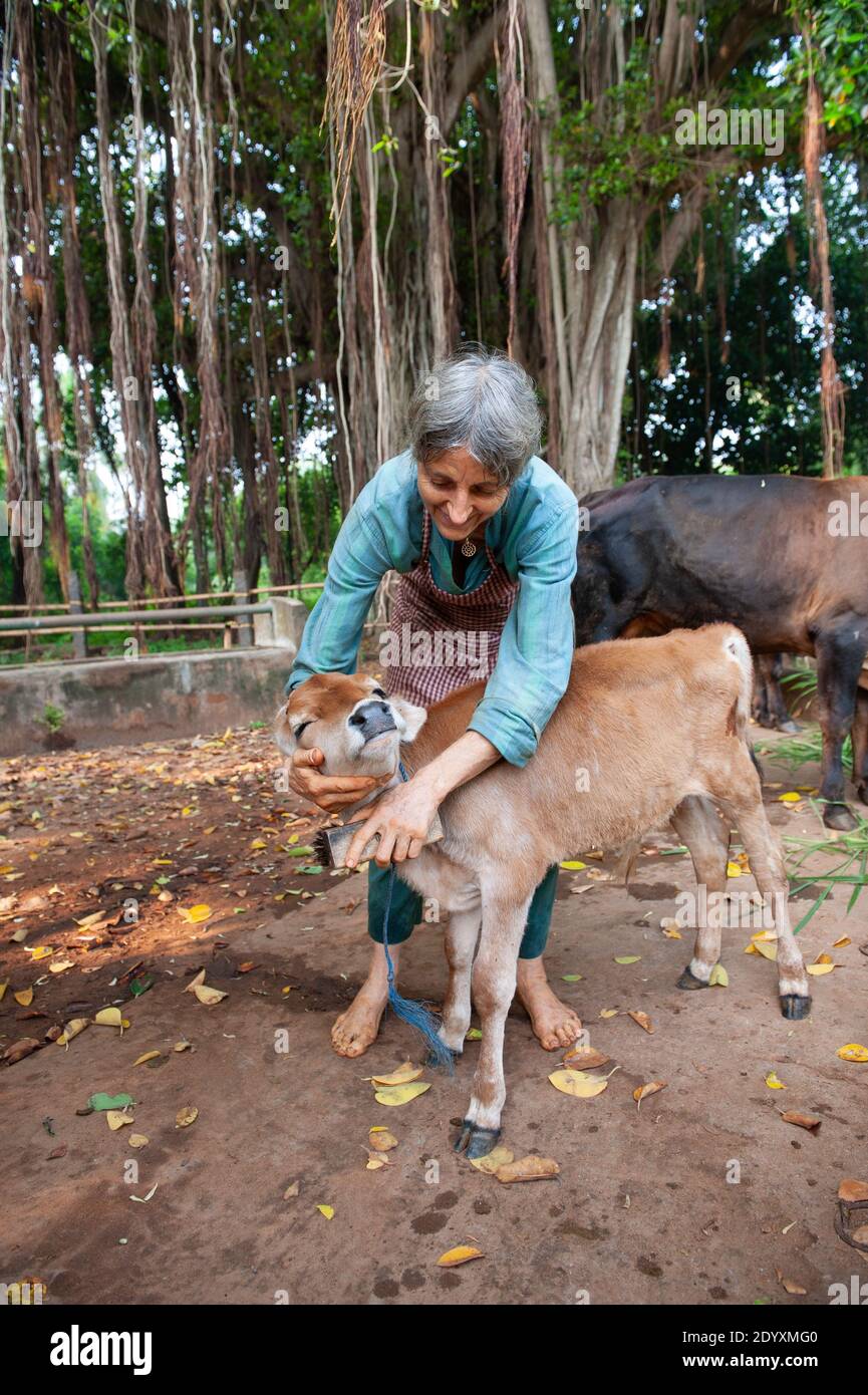AUROVILLE, INDIEN - November 2020: Sich um ein Kalb kümmern Stockfoto