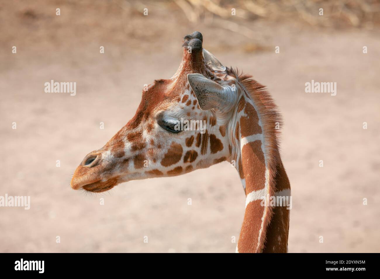 Porträt der niedlichen Giraffe . Afrikanisches Tier Stockfoto