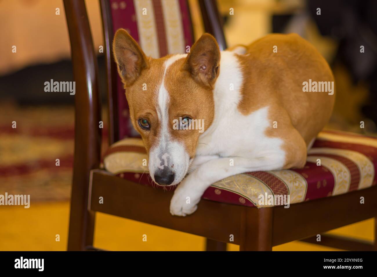 Porträt eines langweiligen basenji-Hundes, der auf einem gestreiften Menschen ruht Stuhl Stockfoto