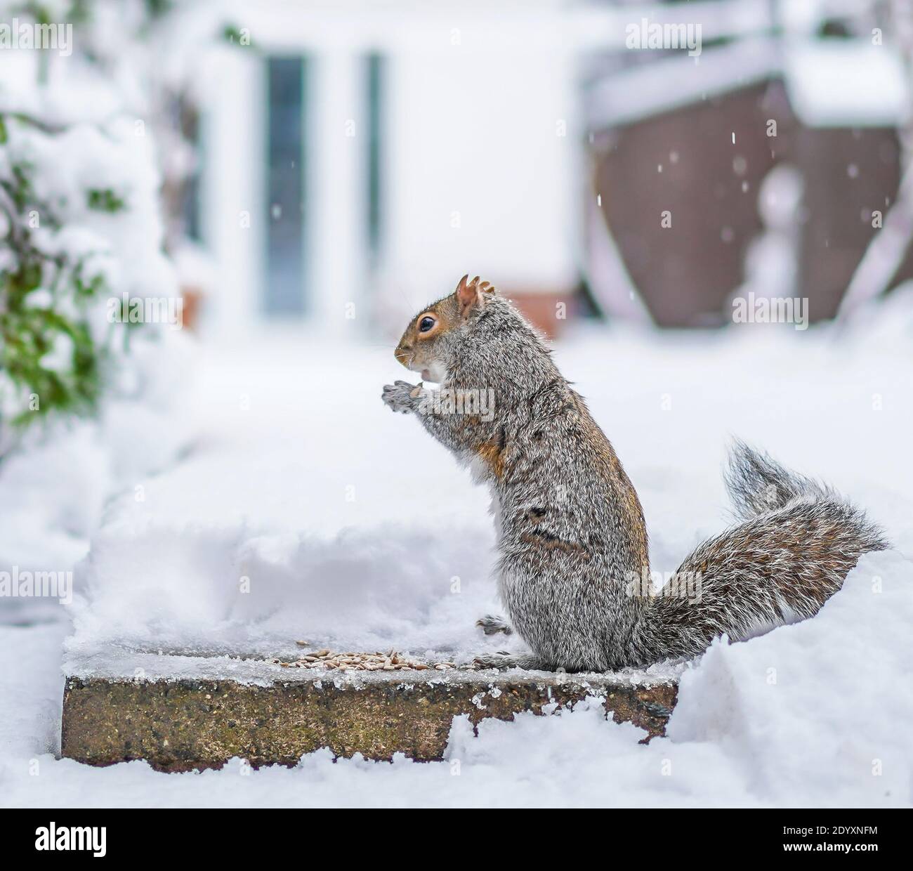 Kidderminster, Großbritannien. Dezember 2020. UK Wetter: Ein signifikanter 8cm Schneefall lässt die Tierwelt im Garten kämpfen, um Nahrung zu finden. Dieses einsame Grauhörnchen (Sciurus carolinensis) besucht eine willkommene Lichtung im Schnee, um sich von Sonnenblumenkernen zu ernähren, die von einem naturliebenden Haushalt ausgestreut werden. Kredit: Lee Hudson/Alamy Live Nachrichten Stockfoto