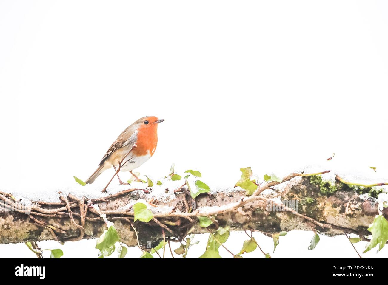 Europäischer Rotkehlchen - Erithacus rubecula - im Schnee. Stockfoto