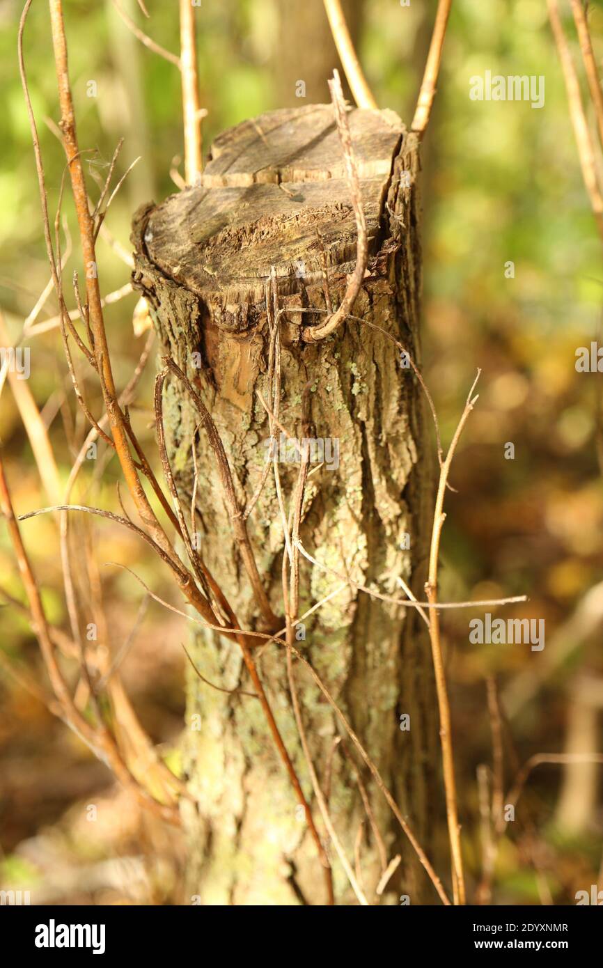 Vielfalt der verschiedenen Baumarten, viel variantenreiche Textur aus Baumstamm, Rinde und Blättern. Aug.-Nov 2020 Stockfoto
